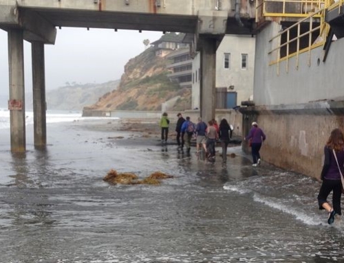 Field Trip! Recap of Feb. 19 “King Tide” Visit to Scripps Pier